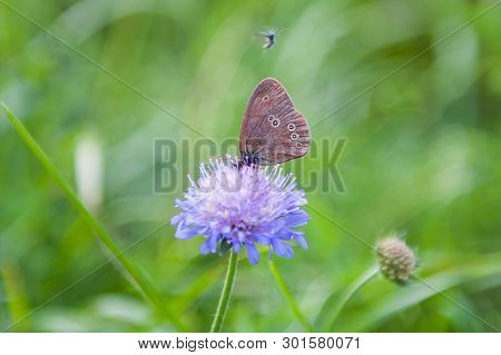 Two Little Blue Butterflies Sitting On Bright Sunny Yellow Meadow.