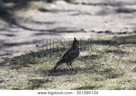 Crested Lark (galerida Cristata)