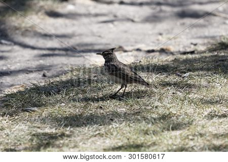 Crested Lark (galerida Cristata)