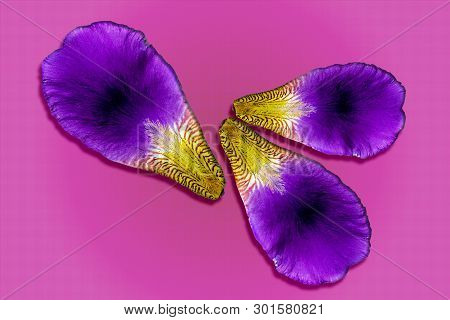 Iris Petals On Colored Background. Purple And Violet Flower Closeup Macro Pattern