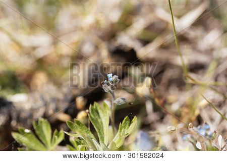 Flower Of An Early Forget-me-not, Myosotis Ramosissima