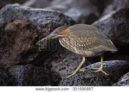 Juvenile Striated Heron (butorides Striata) Stalking Its Prey On A Rocky Shoreline - Santa Cruz Isla