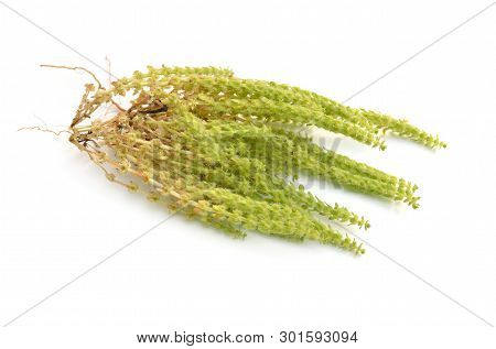 Valantia Muralis Plant. Isolated On White Background