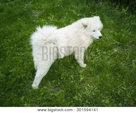 ..beautiful White Dog Walks In The Garden