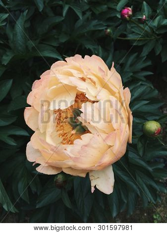 Beautiful Coral Charm Peony Flower Blooming In The Garden