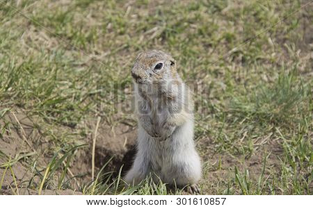 Gopher Genus  Rodents Of The Squirrel Family. The Gopher Is Known For His Habit Of Standing Up, It I