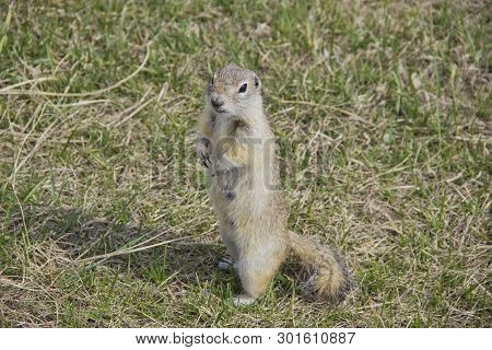Gopher Genus  Rodents Of The Squirrel Family. The Gopher Is Known For His Habit Of Standing Up, It I