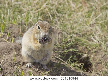 Gopher Genus  Rodents Of The Squirrel Family. The Gopher Eats The Seeds.