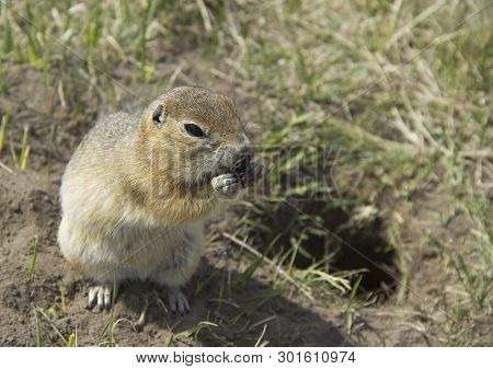 Gopher Genus  Rodents Of The Squirrel Family. The Gopher Eats The Seeds.