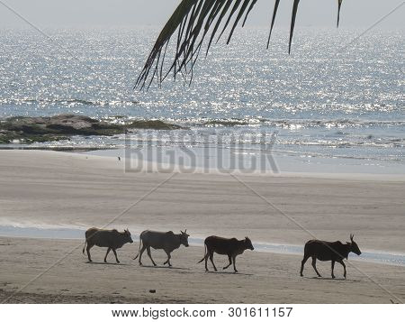 Indian Cows Zebu Walk Along The Shore Of Morjim In Northem Goa, India