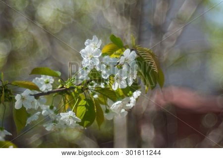 Single White Flower On Green Background. White Flower In Nature