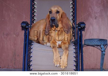 Tan Bloodhound Lounging In An Outdoor Chair
