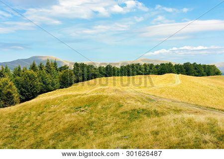 Carpathian Sub Alpine Meadows In August. Beautiful Mountain Landscape. Road Winding In To The Distan