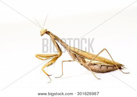 Wandering Violin Mantis, Gongylus Gongylodes, In Front Of White Background