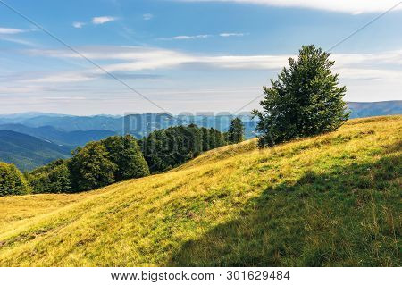 Carpathian Sub Alpine Meadows In August. Beautiful Mountain Landscape. Primeval Beech Forest On The 
