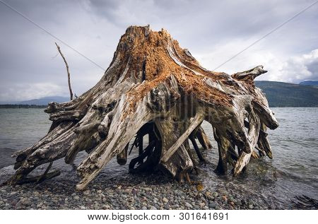 A Weathered Stump Washed Up On Shore