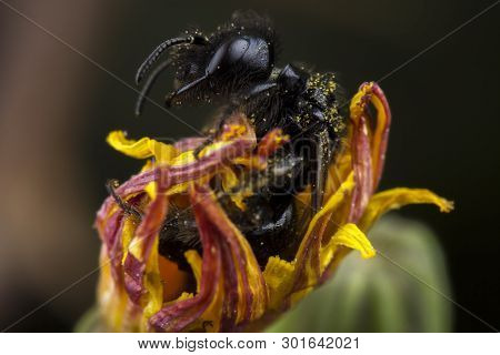 Little Black Bee Standing Up After Sleeping On A Flower