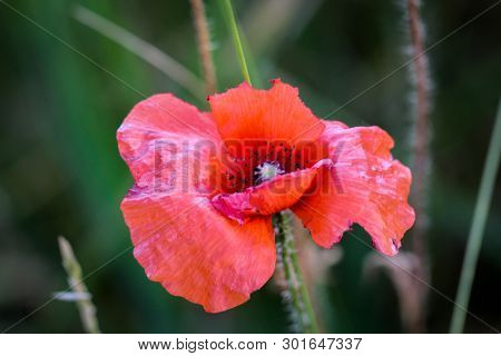 Papaver Rhoeas Common Names Include Corn Poppy , Corn Rose , Field Poppy , Flanders Poppy , Red Popp