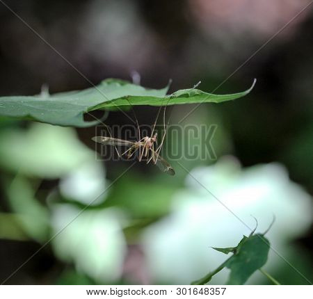 Snake Under A Leaf In The Forest