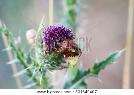 A Bug Or Beetle On A Plant