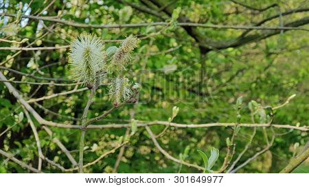 New Growth