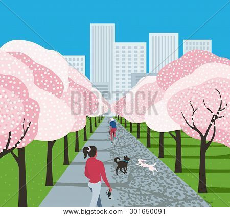 City Park Outdoors Leisure Activity. Bloooming Trees In City Garden Background. Bicyclist Riding Bic