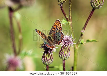 Nature Background Butterfly. Butterfly Insect In Nature. Nature Insect Butterfly On A Flower Plant. 