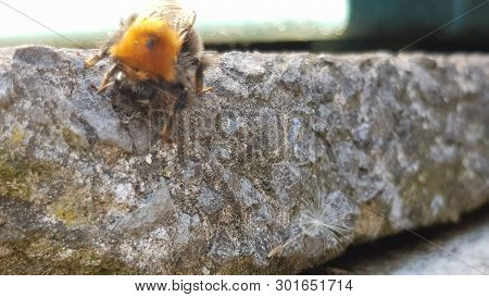 A Large Bee Holding Onto A Concert Slab.