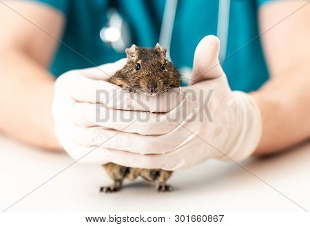 Fluffy little degu loves to be hold in strong vet hand