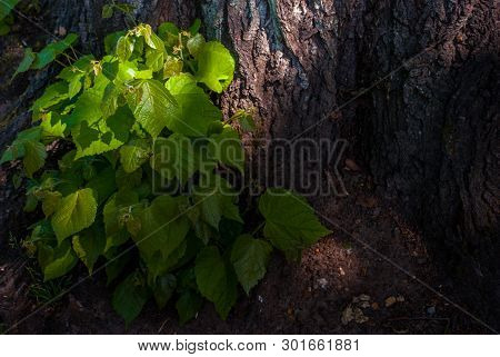 Large-leaved Lichen, Tilia Platyphyllos Scop. (tilia Platyphyllos Scop.) Up Under Tree.