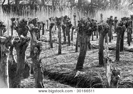 Salix plantage