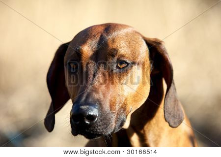 Rhodesian ridgeback