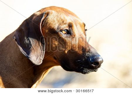 Rhodesian ridgeback
