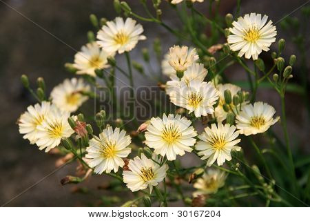 Ixeris 나무