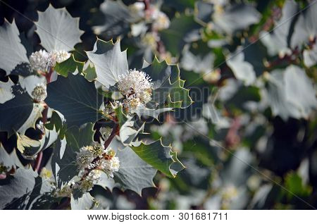 White Flowers And Prickly Holly-like Leaves Of The Australian Native Hakea Cristata, Family Proteace