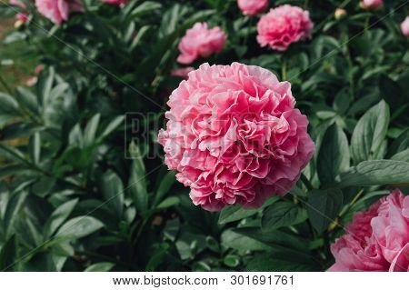 Close Up Of Beautiful Pink Peony Flowers In Full Bloom In The Garden, Summer Sunny Day