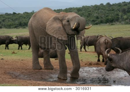 Buffles et éléphants africains