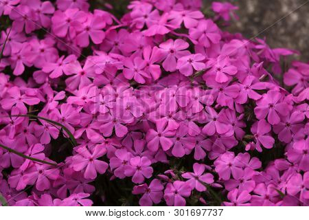 Creeping phlox (Phlox subulata), also known as the moss phlox.