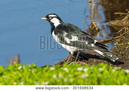 Magpie Lark