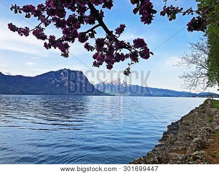 A View Of The Lake Lucerne Or Vierwaldstaetersee And Swiss Alps From The Vitznau Settlement - Canton