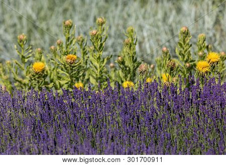 The Flourishing Lavender And Yellow Star-thistle Flowers