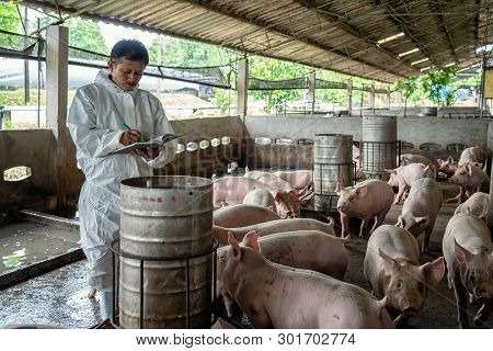 Asian Veterinarian Working And Checking The Pig In Hog Farms, Animal And Pigs Farm Industry
