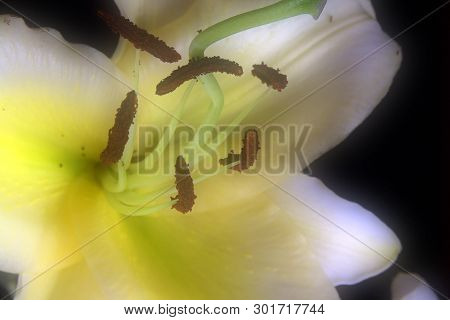 Blooming White Lily Flower Buds (lilium Samur),. Close Up, Macro. With Juta Background.