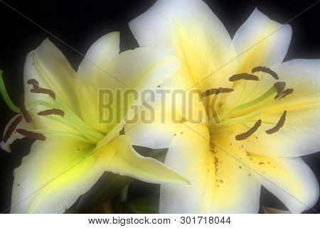 Blooming White Lily Flower Buds (lilium Samur),. Close Up, Macro. With Juta Background.