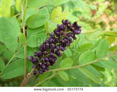 Amorpha v přírodě