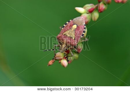 Stinkbug