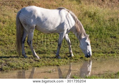 Beautiful white horse drinking in a river 