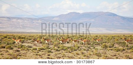 Vikunjaer på bolivianske Altiplano i Andesbjergene