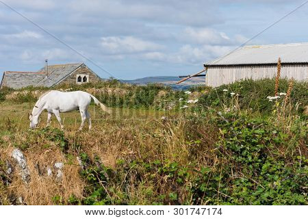 A White Horse Grazing In A Field C Lose To St. Agnes, Cornwall, Uk.