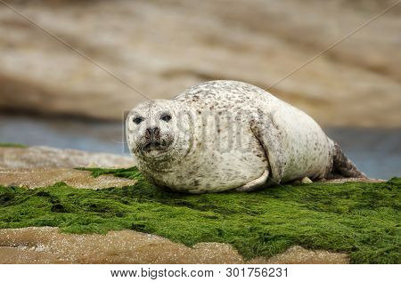 Close Up Of A Common Seal (phoca Vitulina) In Noss, Scotland.